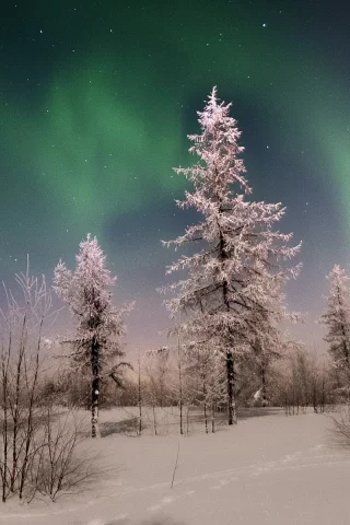зима, север, ночь, звёзды, сияние, лес, снег