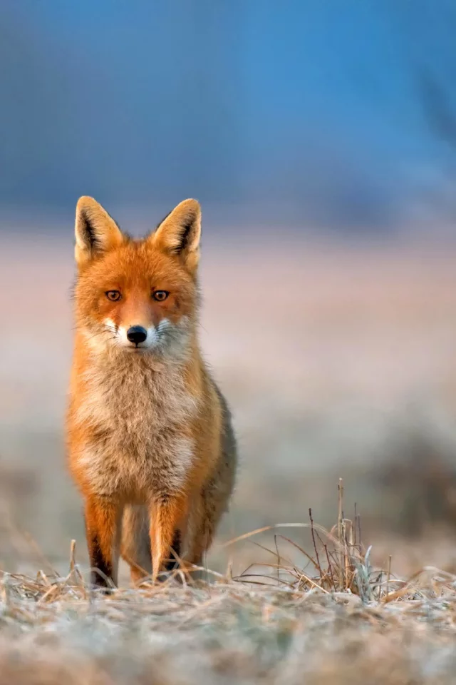 взгляд, лиса, трава, иней, животное, fox, природа