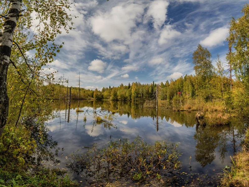 осень, лес, деревья, озерцо, отражние