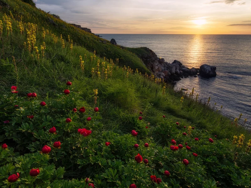 Камен бряг, резерват Яйлата, Чёрное море, Болгария, пионы, цветы, море, скалы, трава, небо, облака, восход, пейзаж, природа