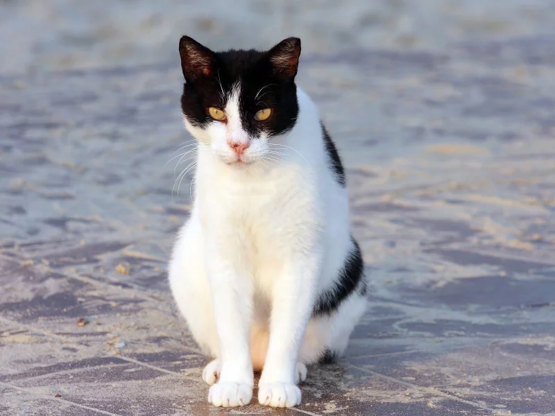 кот, кошка, бело-черная, сидит