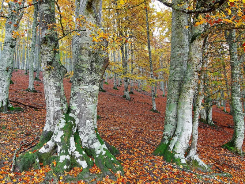 березы, осень, лес, пейзаж