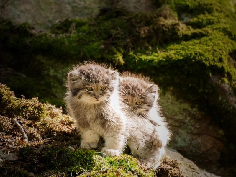 котята, камни, мох, животные