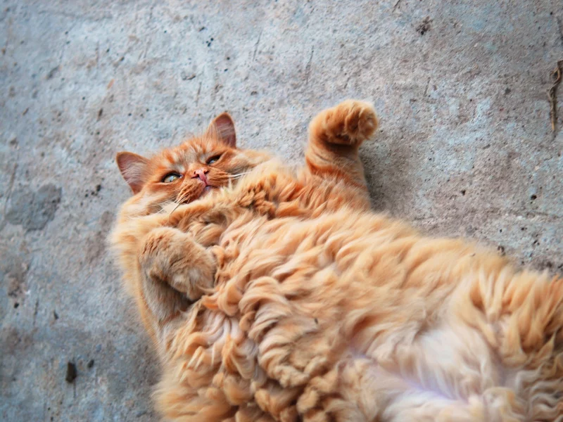 рыжий кот, кот, котяра, рыжий, пушистый, жиртрест