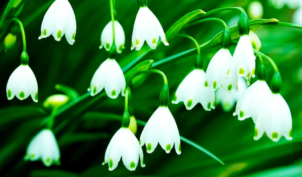 цветочки, колокольчики, flowers, фон, цветы, белый, зеленый