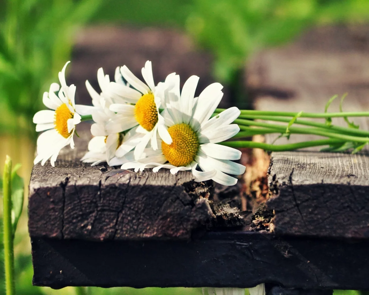 цветы, зеленый, белый, flowers, солнце, цветочки, ромашки