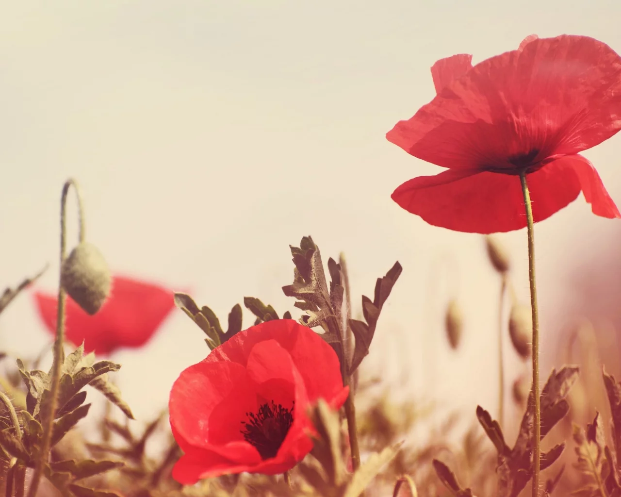 красный, flowers, цветочки, поле, фон, цветы, зелень, мак
