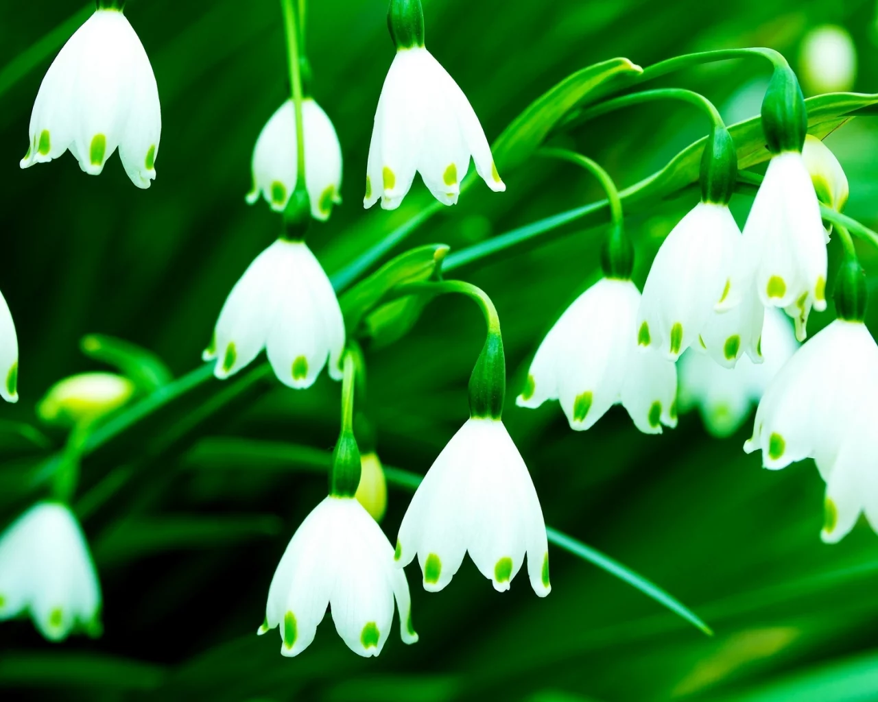 цветочки, колокольчики, flowers, фон, цветы, белый, зеленый