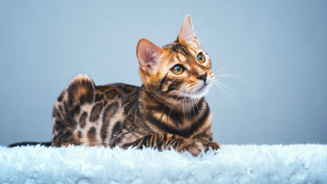 Бенгальская кошка, бенгал, взгляд
