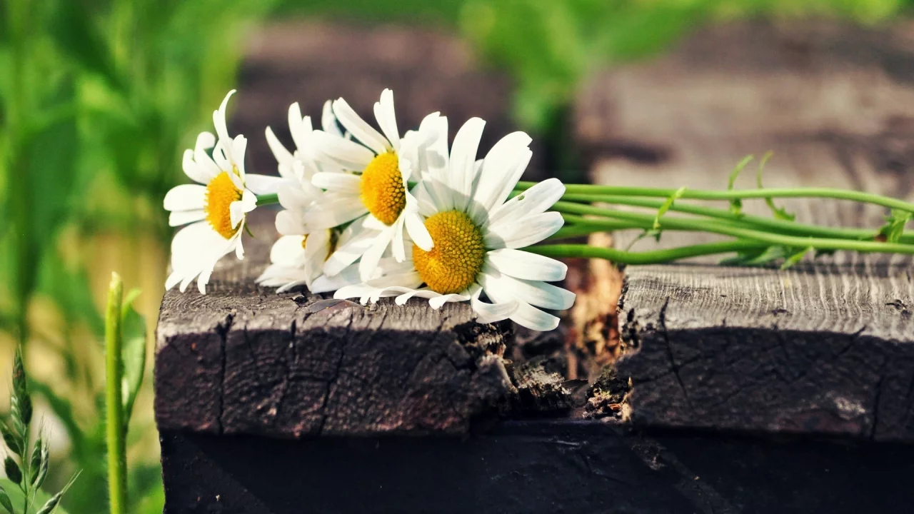 цветы, зеленый, белый, flowers, солнце, цветочки, ромашки