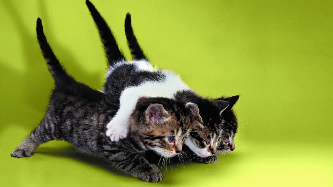 котята, трое, друзья