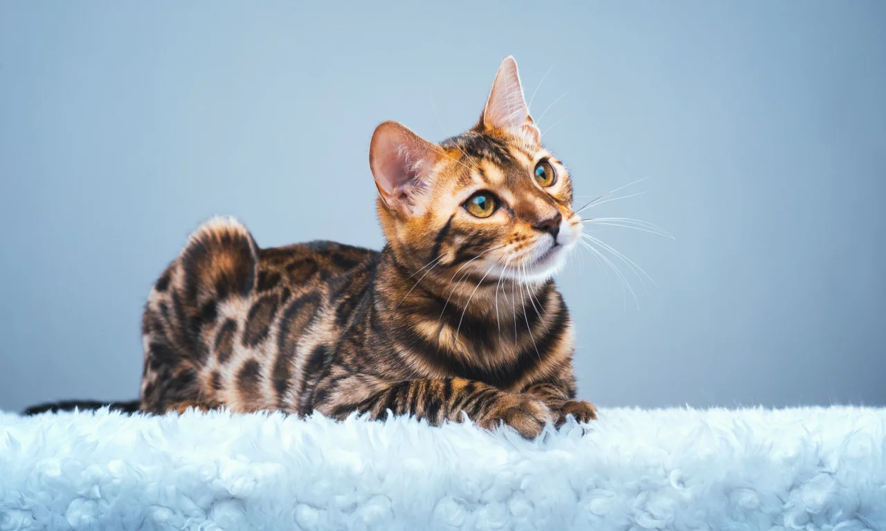 Бенгальская кошка, бенгал, взгляд
