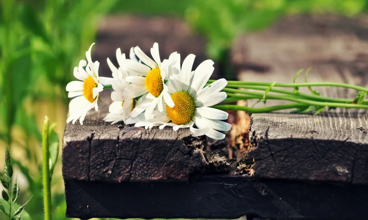 цветы, зеленый, белый, flowers, солнце, цветочки, ромашки