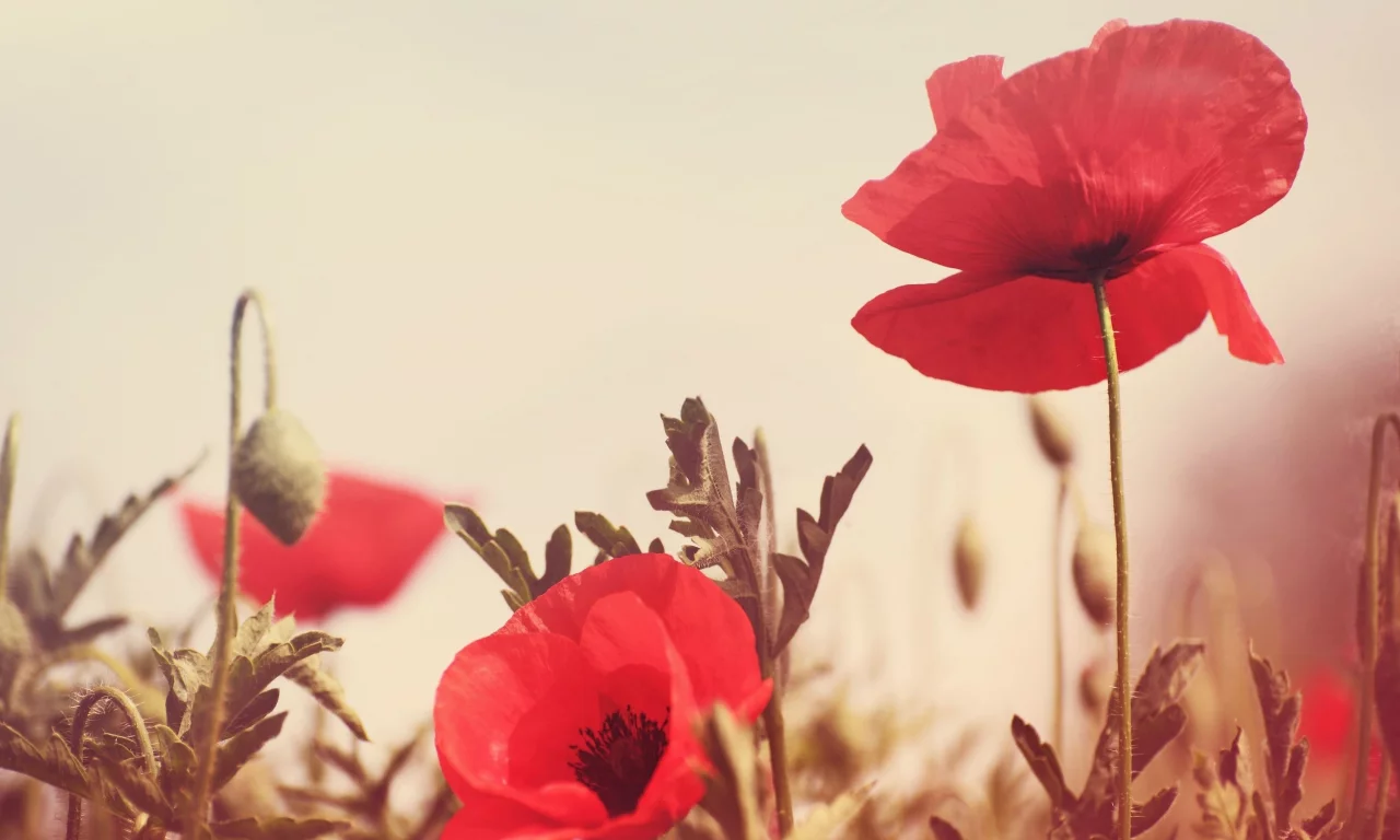 красный, flowers, цветочки, поле, фон, цветы, зелень, мак