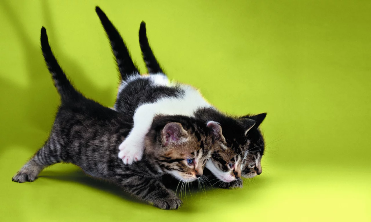 котята, трое, друзья