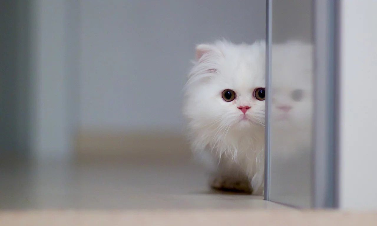 котёнок, перс, белый, глаза, кот, животное, усы, смотрит