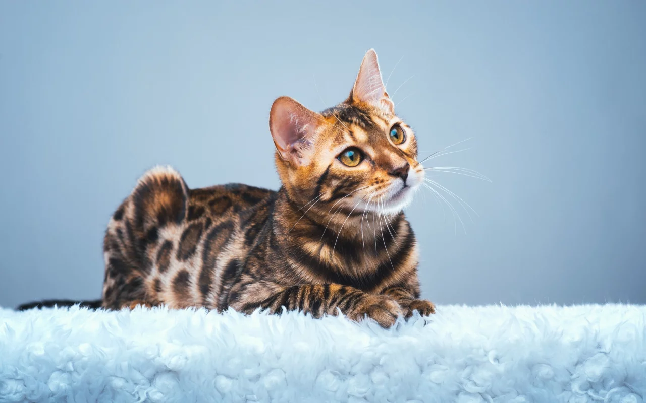 Бенгальская кошка, бенгал, взгляд