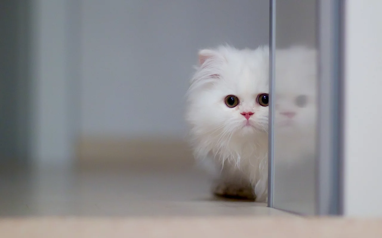 котёнок, перс, белый, глаза, кот, животное, усы, смотрит