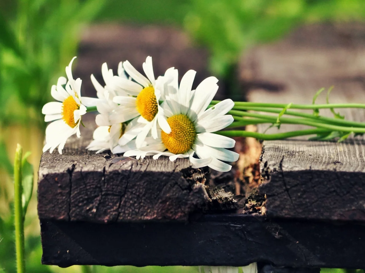 цветы, зеленый, белый, flowers, солнце, цветочки, ромашки