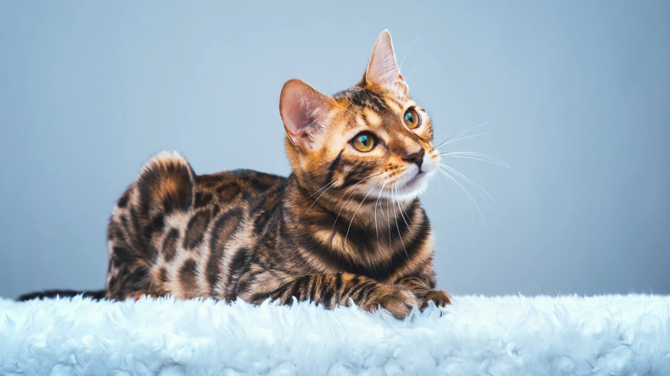 Бенгальская кошка, бенгал, взгляд