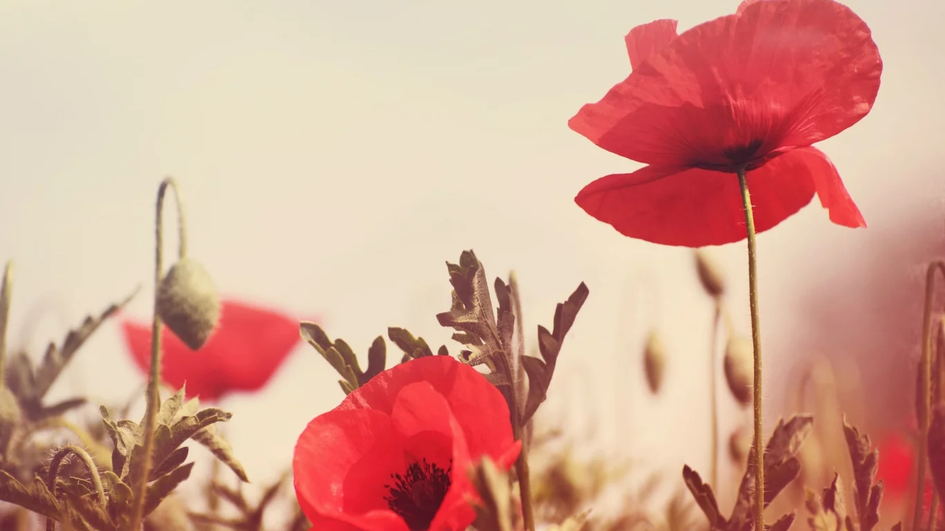 красный, flowers, цветочки, поле, фон, цветы, зелень, мак