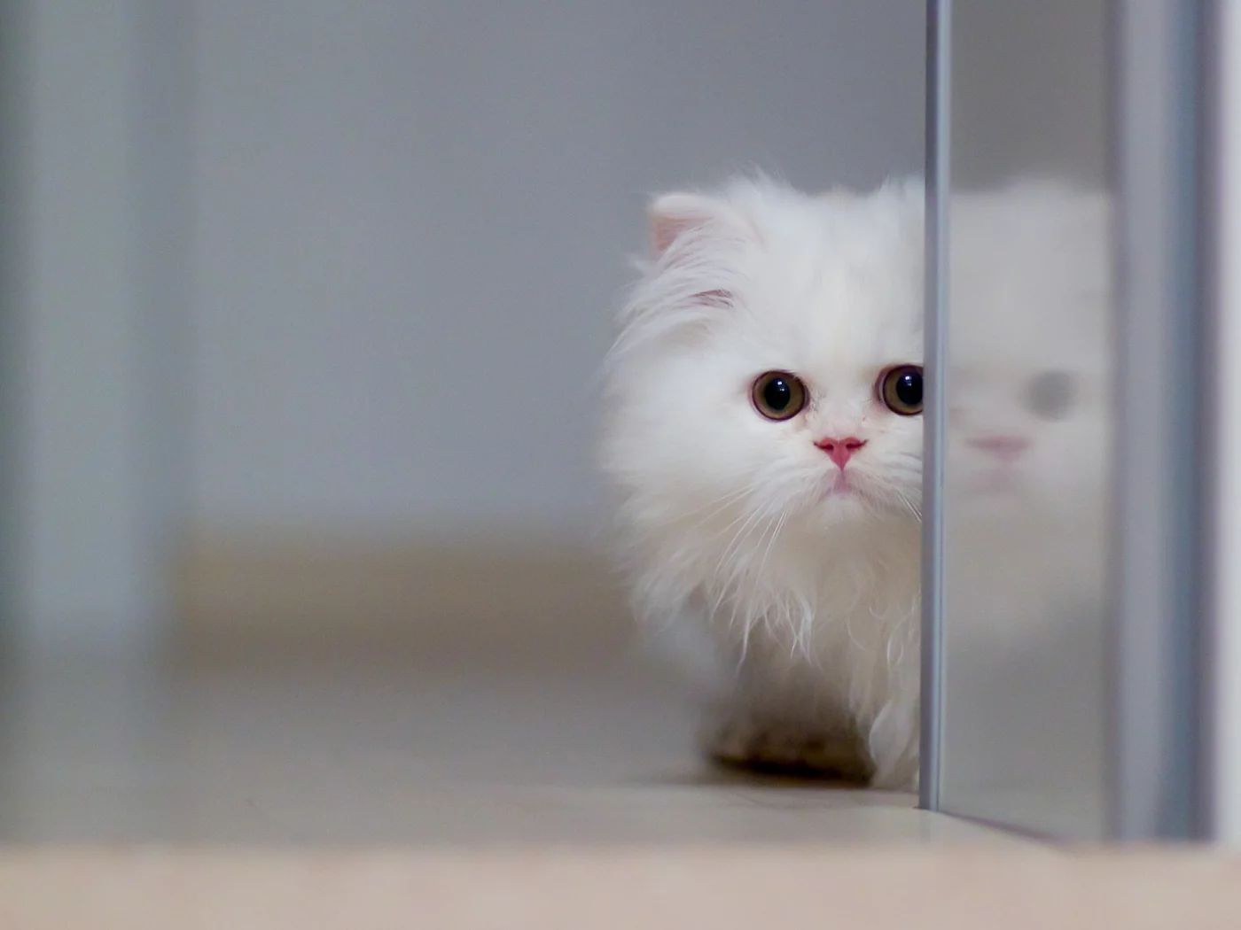 котёнок, перс, белый, глаза, кот, животное, усы, смотрит