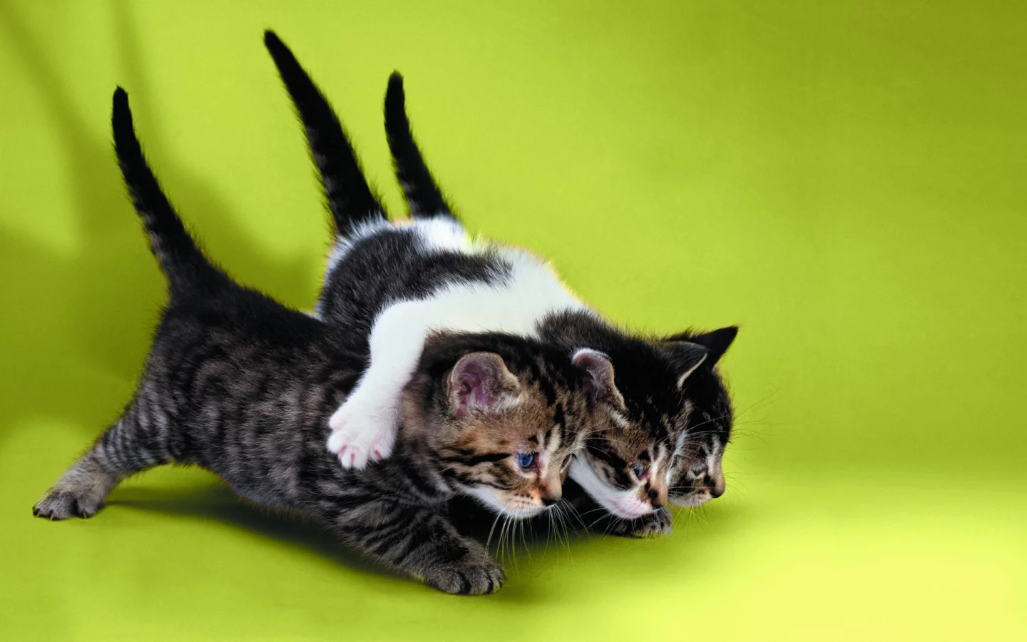 котята, трое, друзья