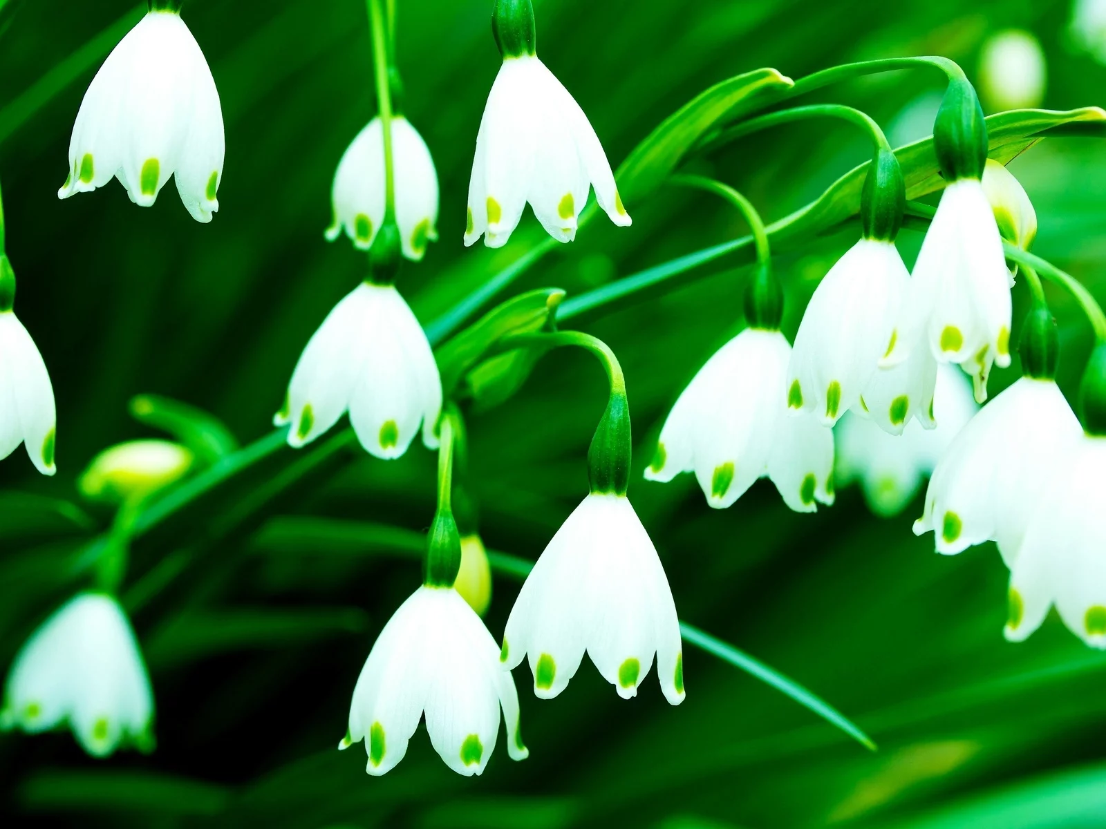 цветочки, колокольчики, flowers, фон, цветы, белый, зеленый