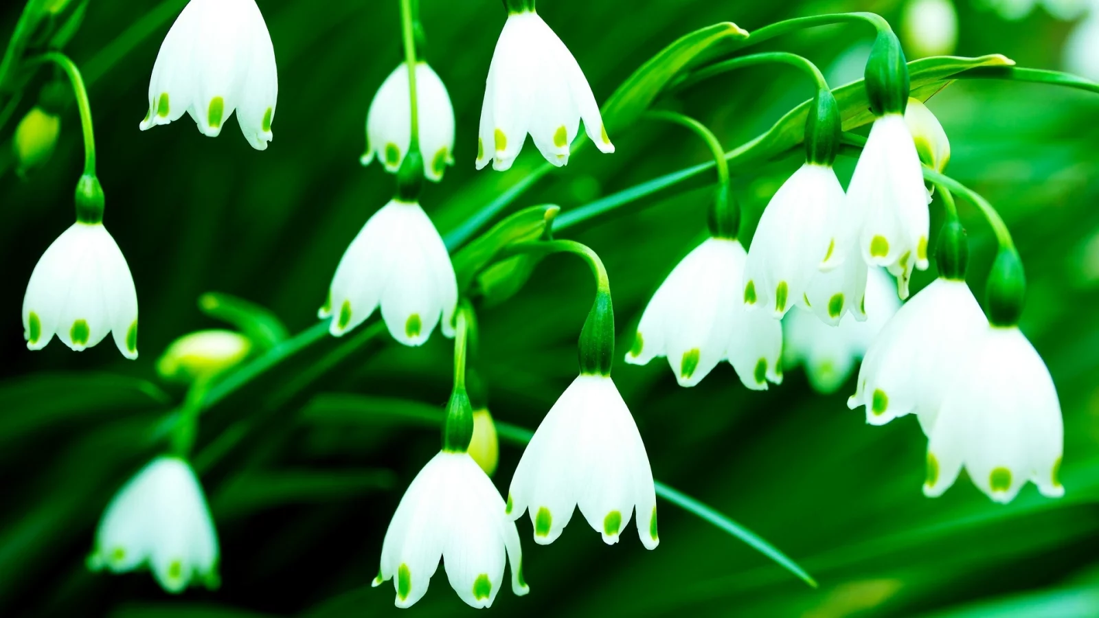 цветочки, колокольчики, flowers, фон, цветы, белый, зеленый