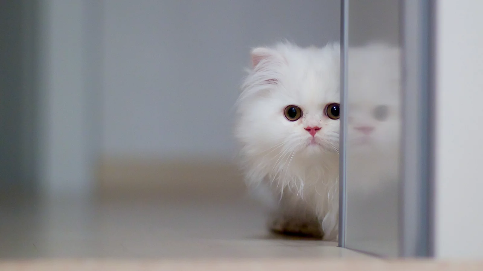 котёнок, перс, белый, глаза, кот, животное, усы, смотрит