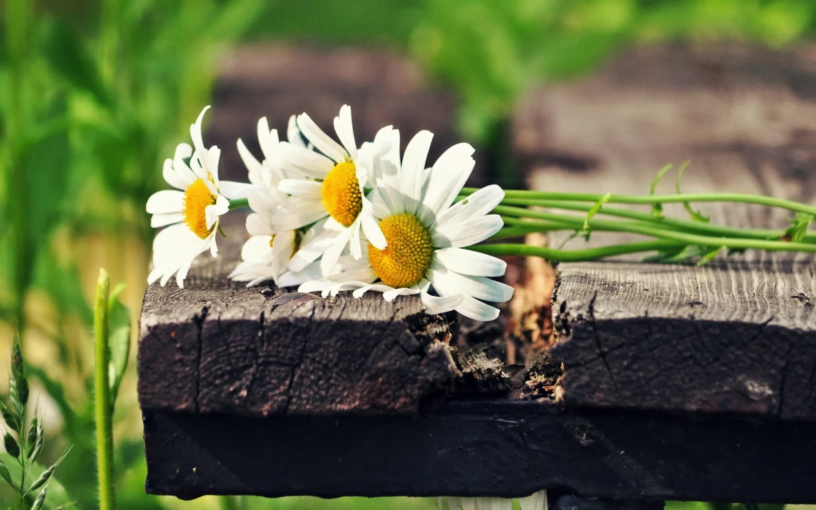 цветы, зеленый, белый, flowers, солнце, цветочки, ромашки