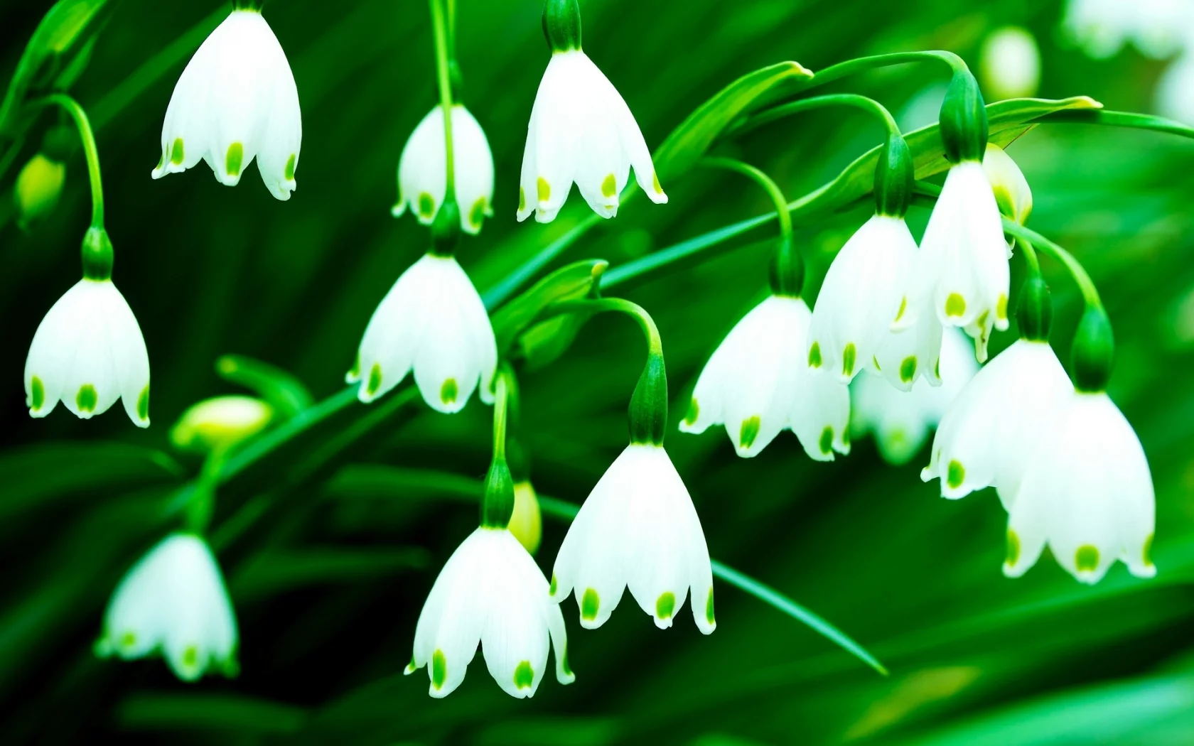 цветочки, колокольчики, flowers, фон, цветы, белый, зеленый