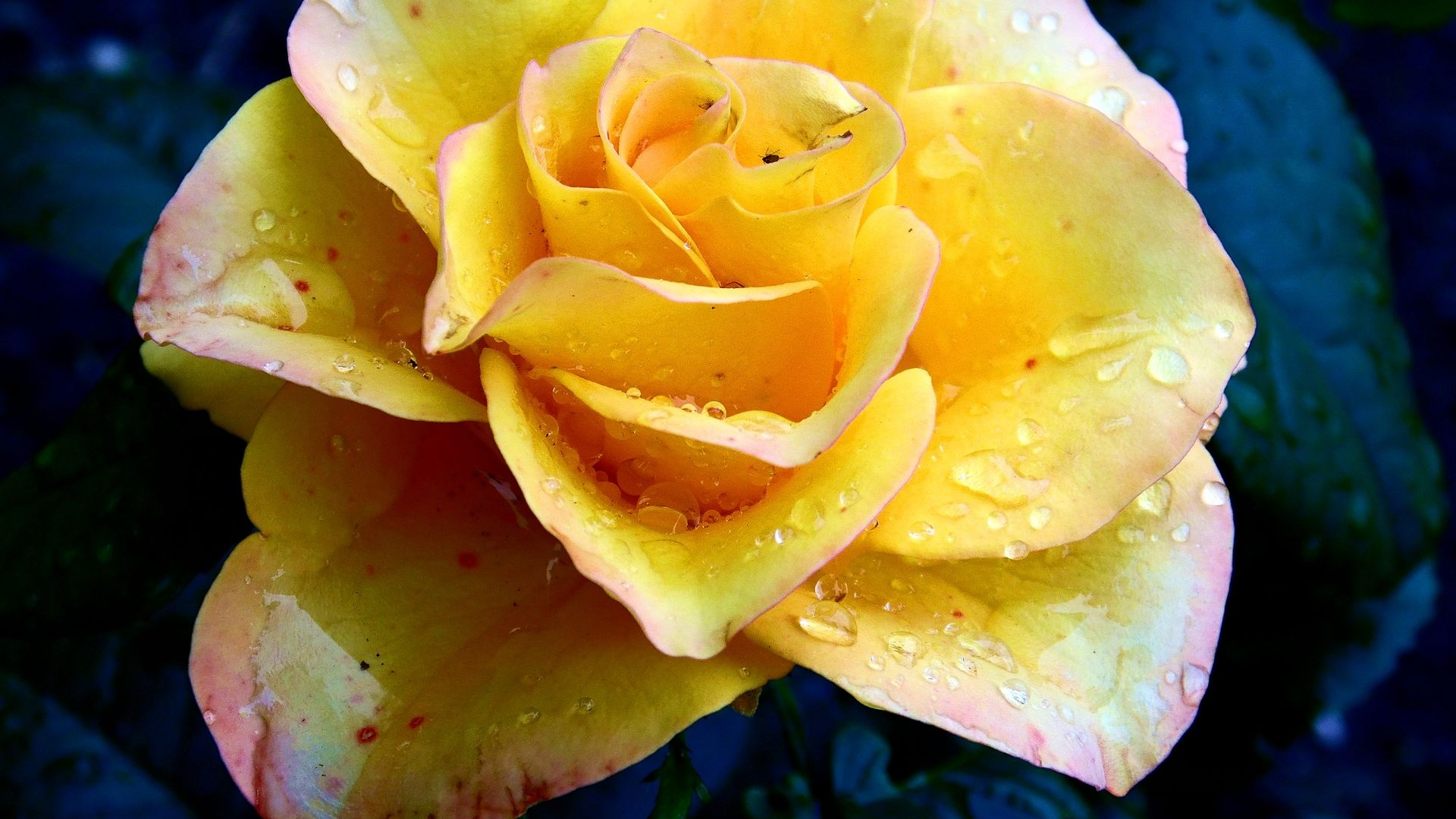 Желтая роза с розовой окантовкой