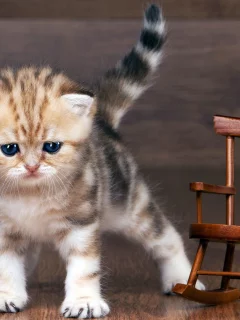 котёнок, шотланский, вислоухий