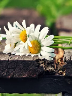 цветы, зеленый, белый, flowers, солнце, цветочки, ромашки