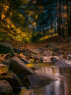 осень, горы, лес, деревья, листья, скалы, камни, трава, лучи, небо, природа, пейзаж, вода, Витоша, Болгария