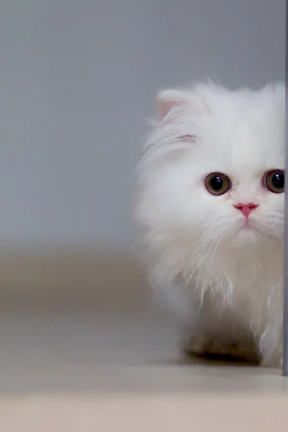 котёнок, перс, белый, глаза, кот, животное, усы, смотрит