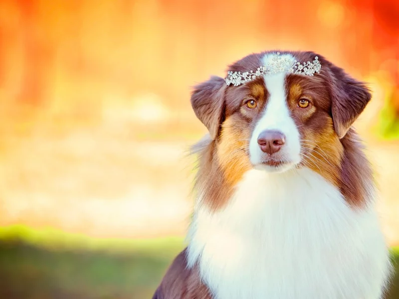 dog, собака
