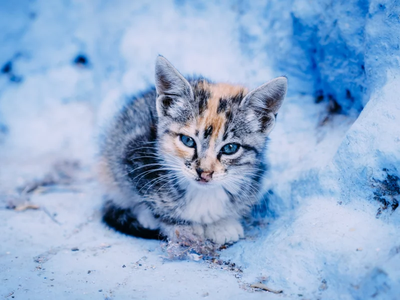 котёнок, малыш, взгляд
