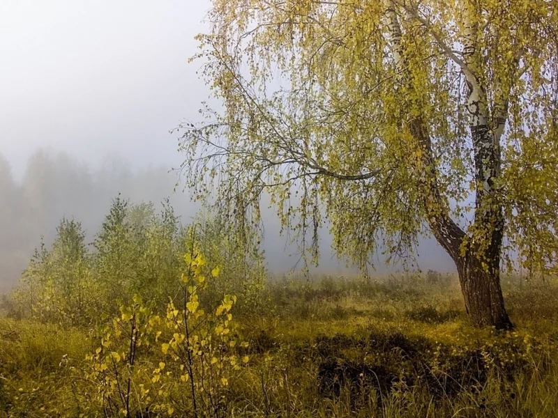 осень, туман