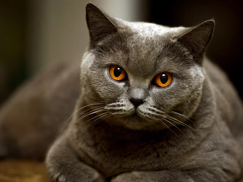 кот, котище, глаза