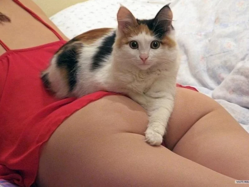 животное, девушка, попа