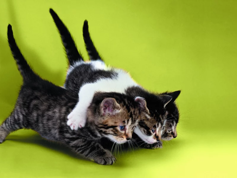 котята, трое, друзья