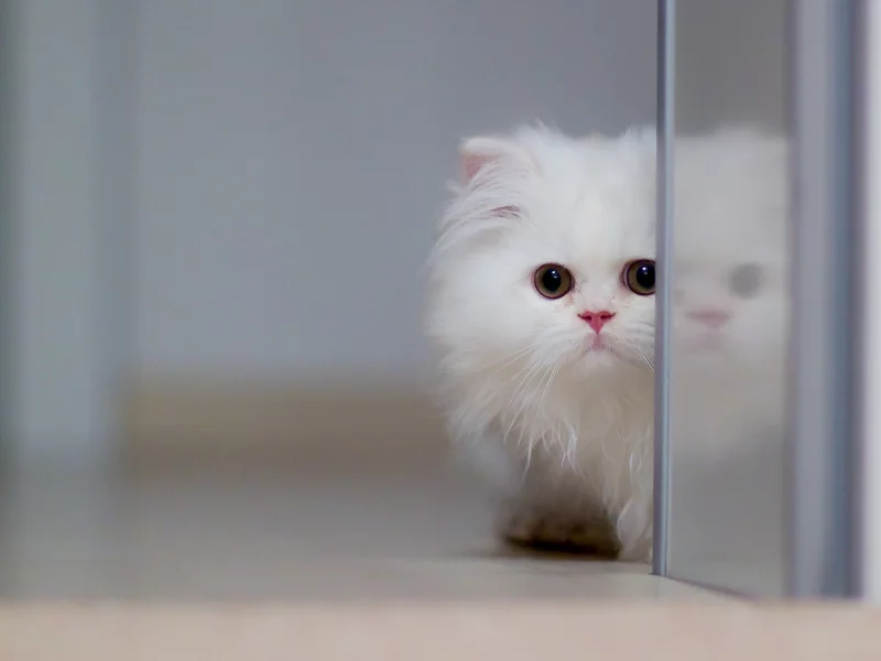 котёнок, перс, белый, глаза, кот, животное, усы, смотрит
