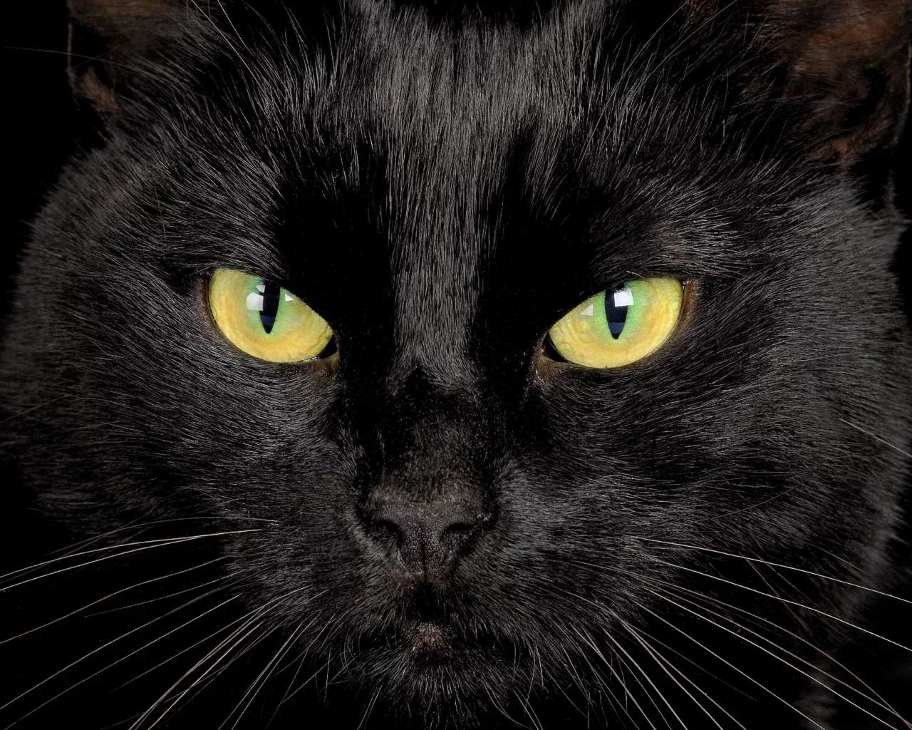 глаза, взгляд, черный кот