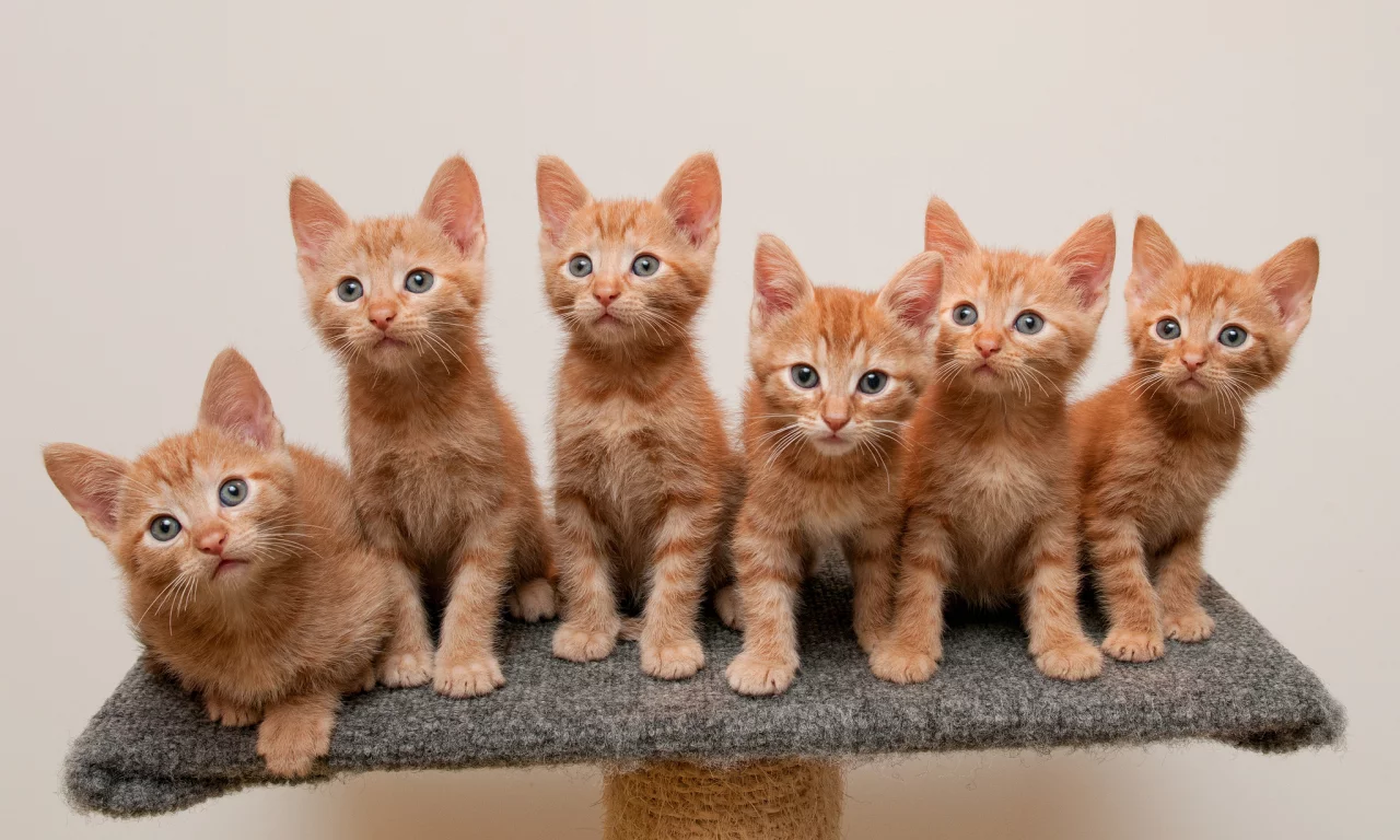 подставка, рыжие, котята