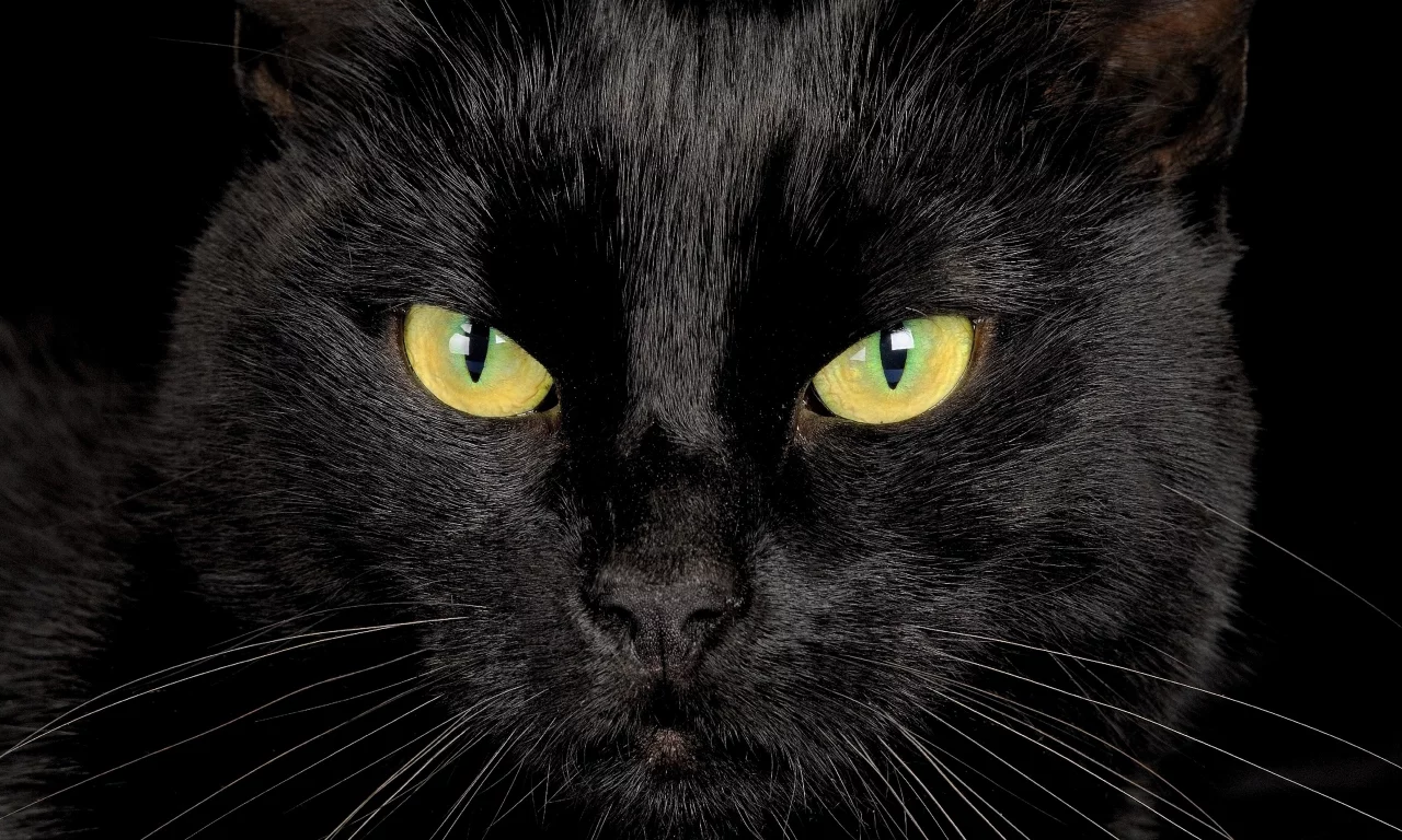 глаза, взгляд, черный кот