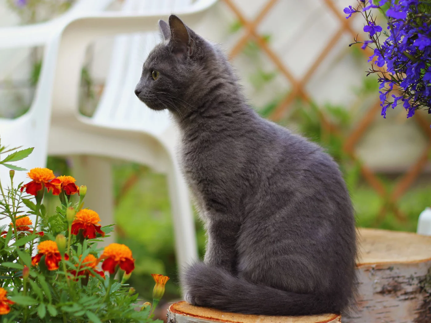пенек, дымчатый, кот, кошка, бархатцы, цветы, стул