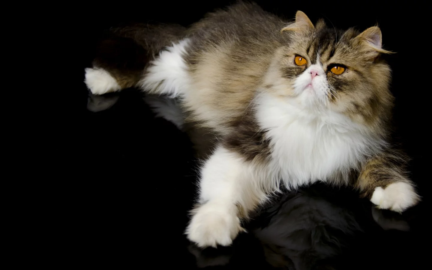 персидская кошка, кот, перс, лапка