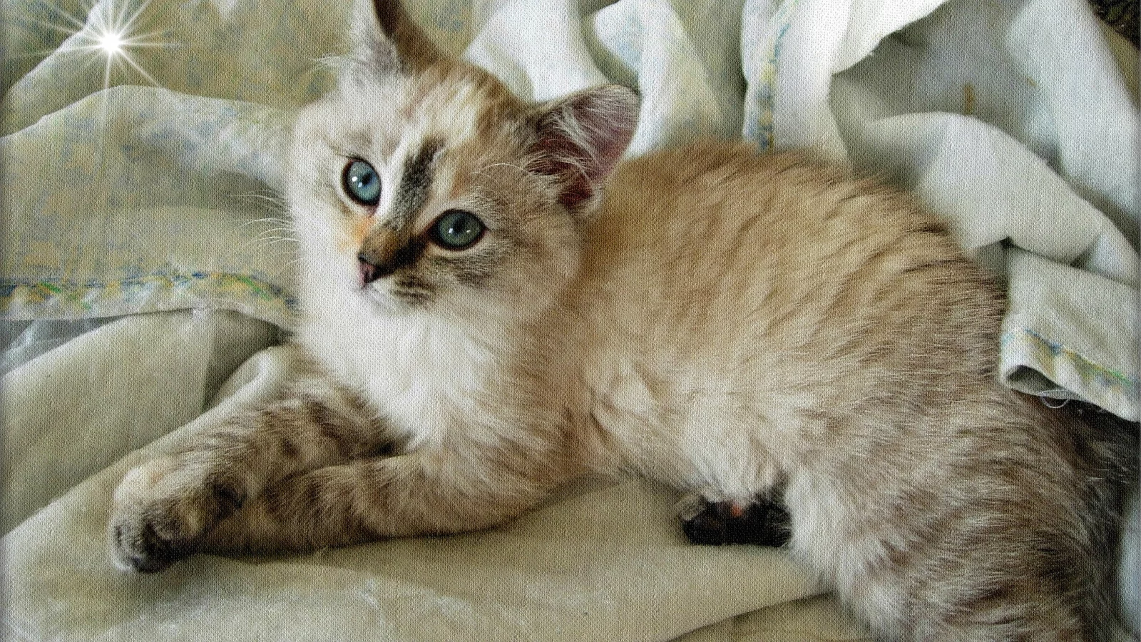 котёнок, малыш, мордочка, взгляд
